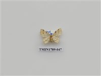 藏品(中國蛾類)的圖片